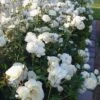 Iceberg Shrub Rose - 3 Gallon Pot