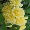 Lady Banks Yellow Rose - 1 Gallon Pot