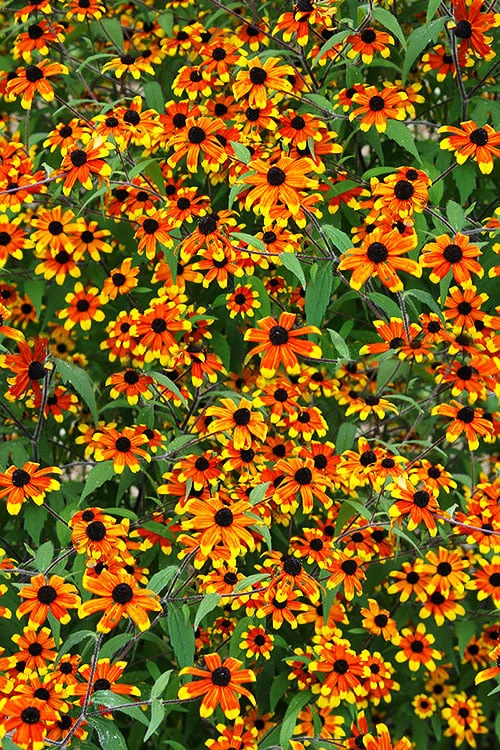 Prairie Glow Brown Eyed Susan (Rudbeckia Triloba) - 1 Gallon Pot - Image 5