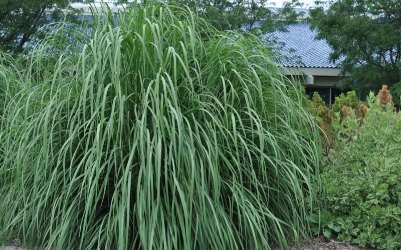 Ravenna Hardy Pampas Grass - 1 Gallon Pot - Image 4
