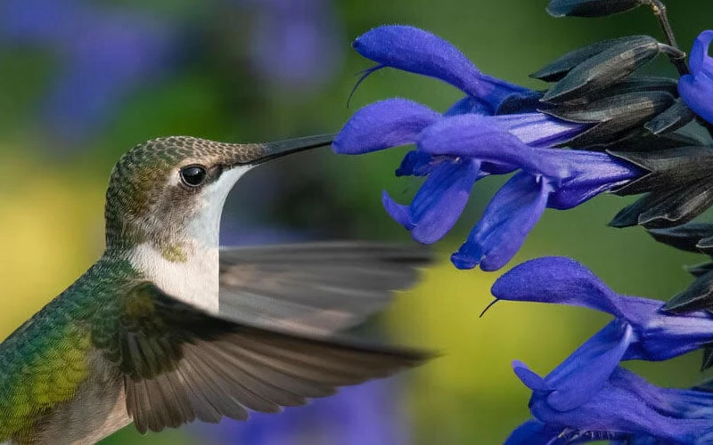 Black And Blue Salvia (Blue Anise Sage) - Salvia Guaranitica - 7.5" Pot - Image 4