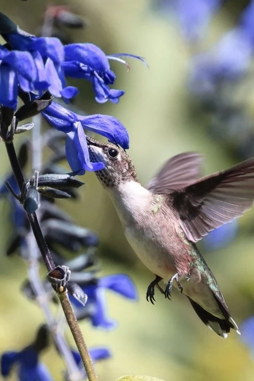 Black And Blue Salvia (Blue Anise Sage) - Salvia Guaranitica - 7.5" Pot - Image 7