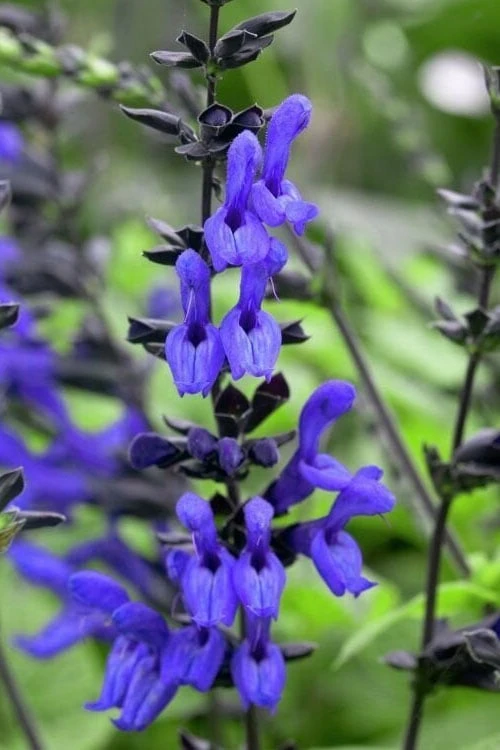 Black And Blue Salvia (Blue Anise Sage) - Salvia Guaranitica - 7.5" Pot - Image 6