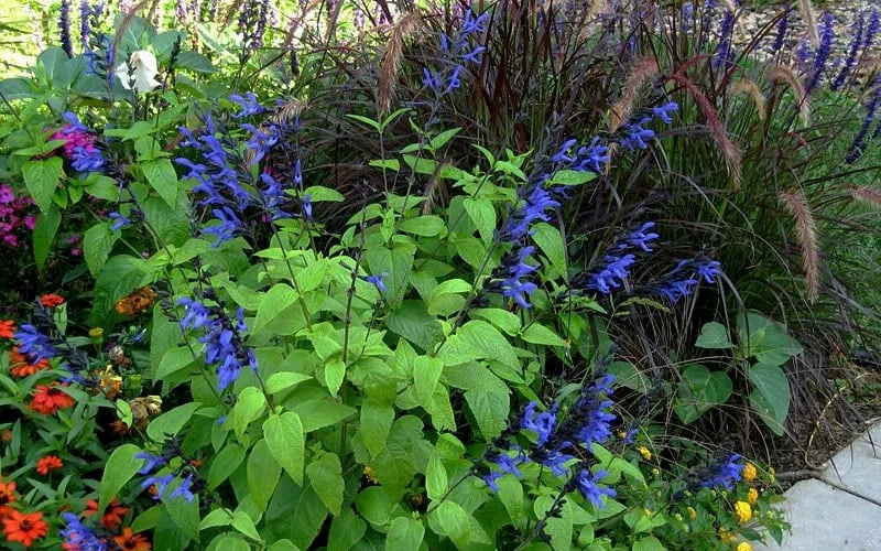Black And Blue Salvia (Blue Anise Sage) - Salvia Guaranitica - 7.5" Pot - Image 8