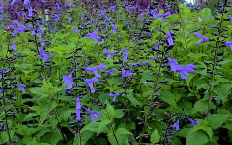 Black And Blue Salvia (Blue Anise Sage) - Salvia Guaranitica - 7.5" Pot - Image 10