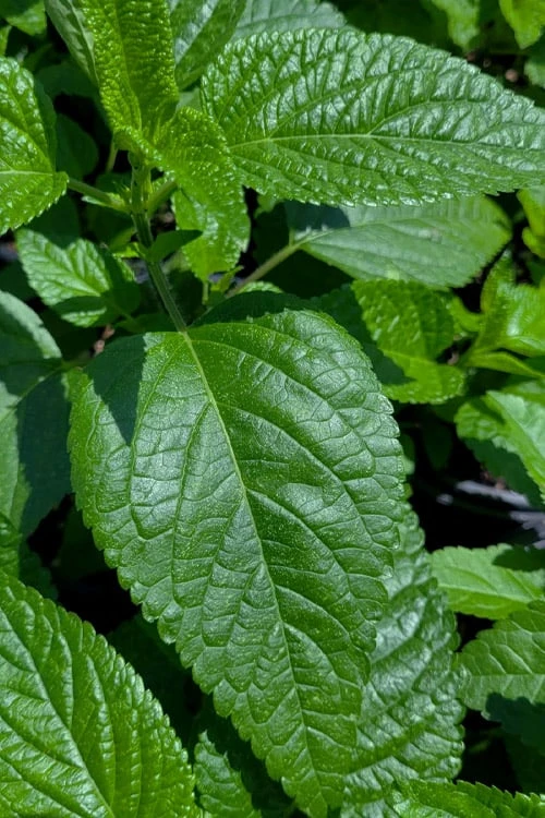 Black And Blue Salvia (Blue Anise Sage) - Salvia Guaranitica - 7.5" Pot - Image 9
