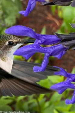 Black And Blue Salvia (Blue Anise Sage) - Salvia Guaranitica - 7.5" Pot