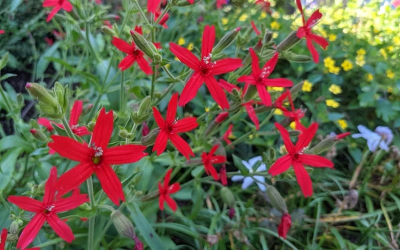 Scarlet Catchfly (Silene Virginica) - 1 Gallon Pot - Image 7
