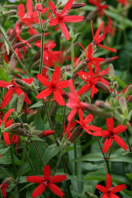 Scarlet Catchfly (Silene Virginica) - 1 Gallon Pot - Image 6