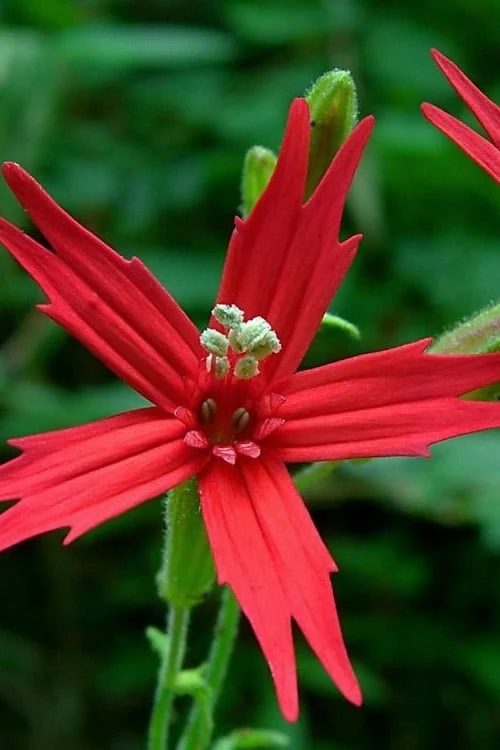 Scarlet Catchfly (Silene Virginica) - 1 Gallon Pot - Image 5