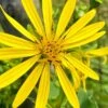Cup Plant (Silphium Perfoliatum) - 6 Pack Of 1 Gallon Pots
