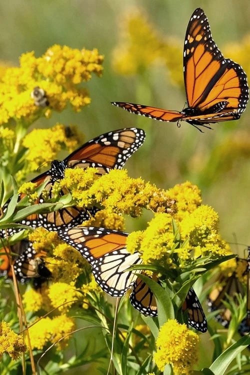 Seaside Goldenrod (Solidago Sempervirens) - 1 Gallon Pot - Image 4