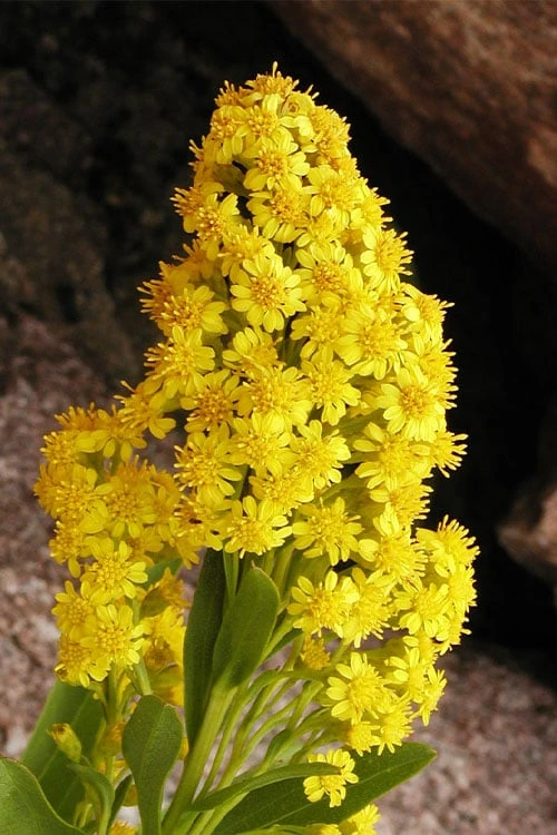 Seaside Goldenrod (Solidago Sempervirens) - 1 Gallon Pot - Image 6