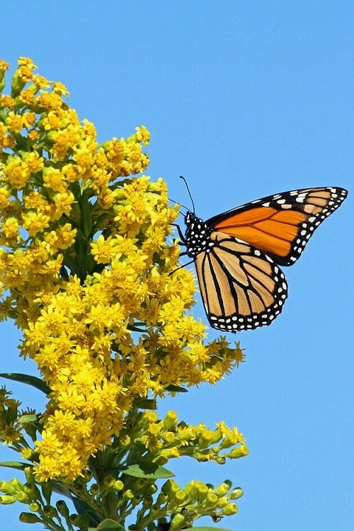 Seaside Goldenrod (Solidago Sempervirens) - 1 Gallon Pot - Image 7