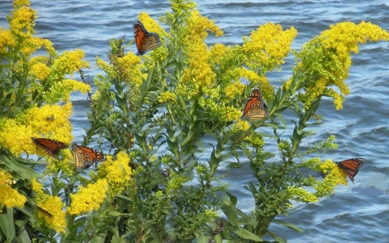 Seaside Goldenrod (Solidago Sempervirens) - 1 Gallon Pot - Image 5