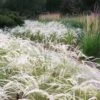Peruvian Feather Grass (Stipa Ichu) - 1 Gallon Pot