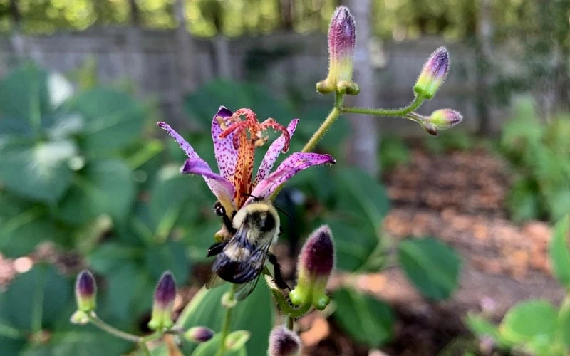 Samurai Toad Lily (Tricyrtis Formosana) - 1 Gallon Pot - Image 9
