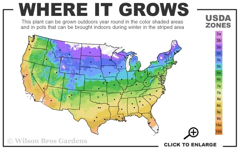 Duchess Of Edinburgh Clematis - 2 Gallon Pot - Image 3