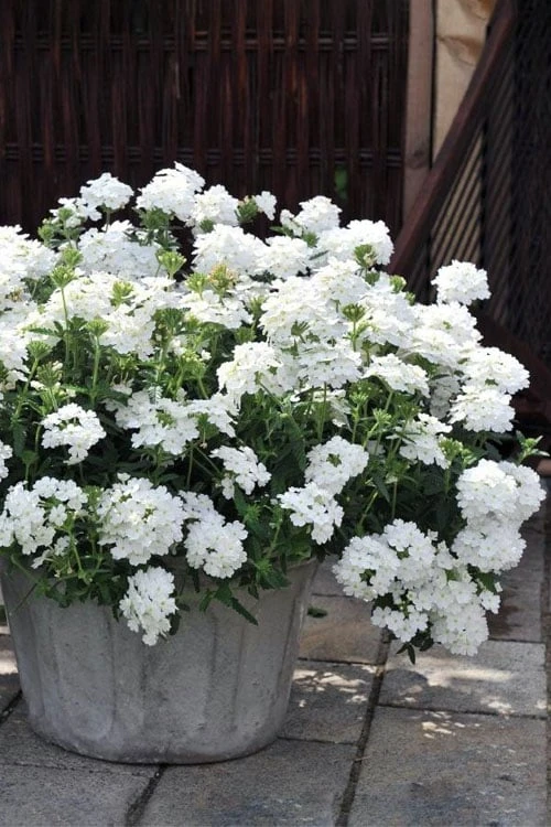 EnduraScape White Verbena - 10 Pack Of Pint Pots